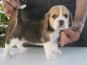 Cachorrita Beagle Tricolor