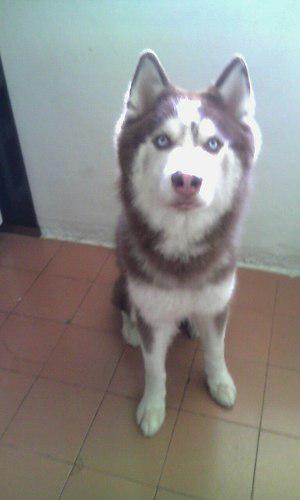 Husky Malamut Busca Novia