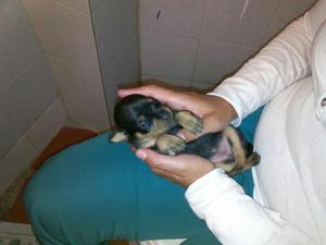 Pinscher Macho 3meses