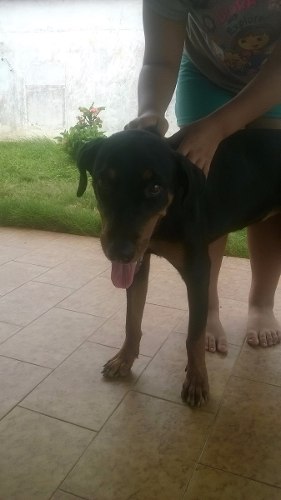 Rottweiler De 8 Meses