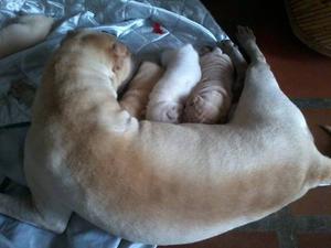 Shar Pei Cachorros, Perros