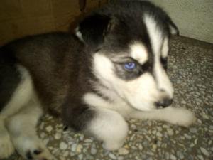 Vendo Cachorro De Lobo Huski Puros