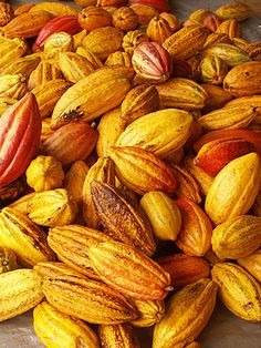 12 Plantulas De Cacao Forastero