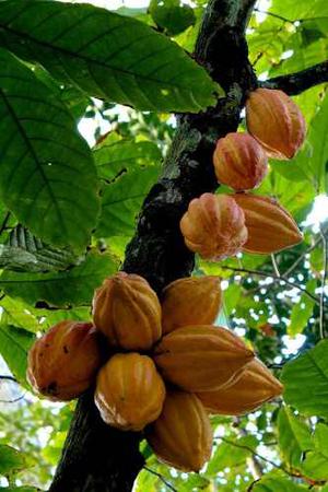 Cacao Plantas (criollo, Forastero Y Trinitario)
