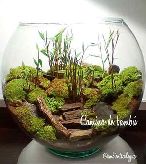 Terrarios Naturales Feng Shui 22x23