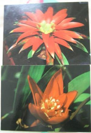 Postales De Colección Sobre Flora Bromelias