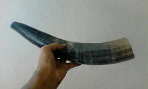 Shofar Profetico 35 Cmts