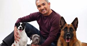 Adiestramiento Canino Con Cesar Millan 3 Libros Pdf