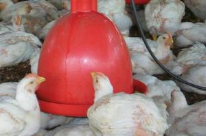 Bebederos Automático Para Pollos De Engorde Y Gallinas