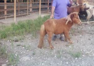 Caballos Miniaturas O Mini Horses En Venta