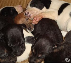 Hermosos cachorros mestizos