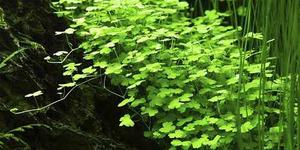 Hydrocotyle Tripartita Plantas Para Acuario