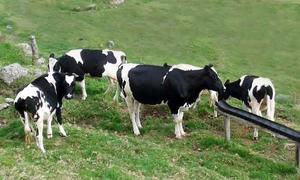 Novillas Holstein Y Toretes Holstein X Gyr Y Jersey