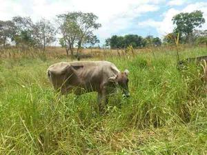 Vacas Lecheras