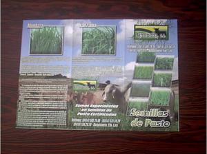 semillas pastos certificada en venezuela