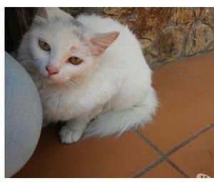 Adopción Gata Blanca Mestiza De Angora