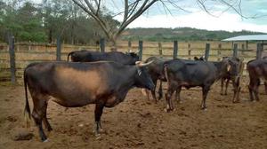 Lote De Ganado - Novillas Becerros Vacas Toro