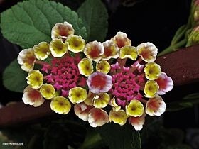 Plantas Semillas Jardín Flores Cariaquito Morado Lantana T.