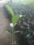 Plantulas De Limoncillos (no Comestible) Swinglea Glutinosa