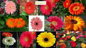 Semillas De Gerberas