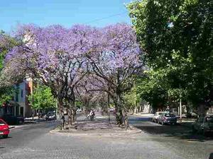 Semillas Hermoso Arbol Gualanday Jacarandas+manual Bonsai