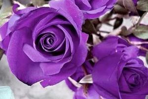Semillas Purple Rose