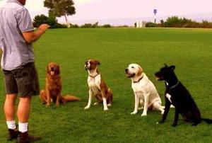 Aprende Adiestramiento Canino Millan Y Otros Pack 6 Ebook