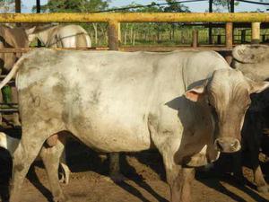 Toros Caroras Puros Y Mestizos