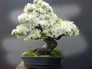 Semillas Tabebuia Alba Arbol Blanco Bonsai+ Manual Bonsai