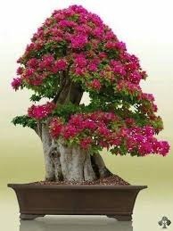 Semillas Triplaris Arbol Bonsai+manual Bonsai