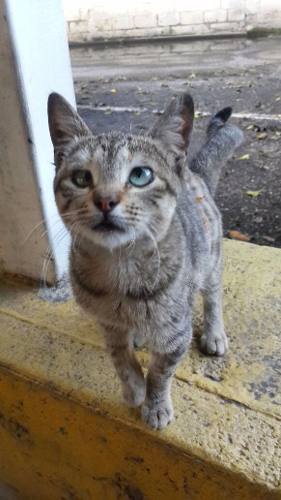 Gatica Atigrada En Adopcion Ya Esterilizada