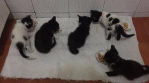 Gatitos En Adopción