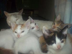 Hermosos Gatitos En Adopción