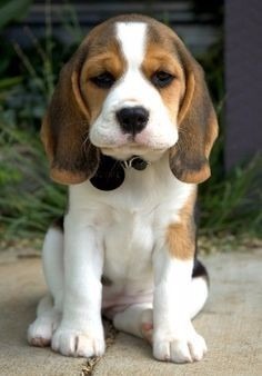 Adopto Beagle Cachorro. 100% Responsable