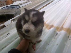 Bellos Cachorros De Lobos