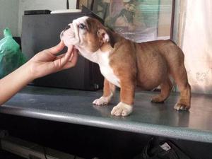 Cachorra Bulldogs Ingles Con Pedigree/microchip/vacunas