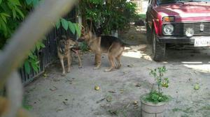 Cachorra Pastor Aleman