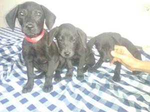 Cachorras Labrador Negras Hermosas