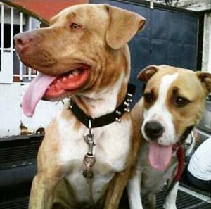 Cachorros Apbt Estan Por Nacer