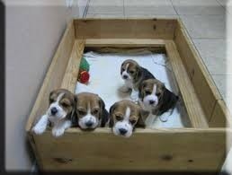 Cachorros Beagles Puros