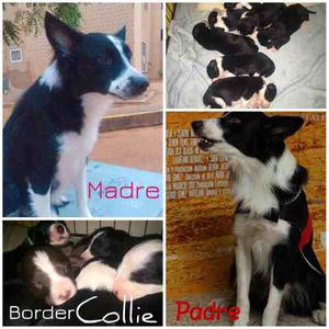 Cachorros Border Collie (1 Macho)