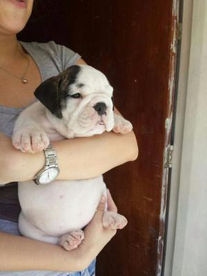 Cachorros Bulldog Ingles Con Pedigree/microchip/vacunas