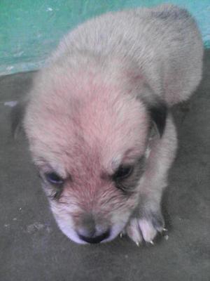 Cachorros Husky Con Chow Chow