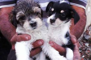 Cachorros Poodle Con Pinche