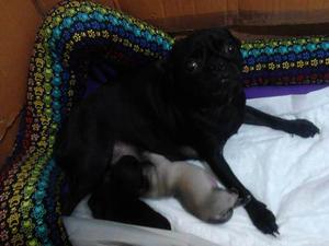 Cachorros Pug Carlino Con Pedigree