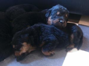 Cachorros Rottweiler Negociable Solo Varón Negociable