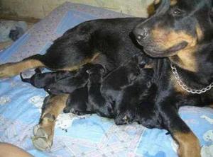 Cachorros Rottweilers Puros Hembra Y Macho