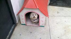 Casa Para Perro