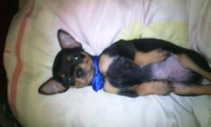 Mini Pinscher