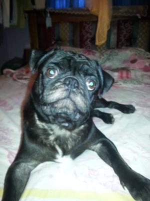 Ofrezco Montada De Hermoso Pug Carlino *eficaz, 100% Puro